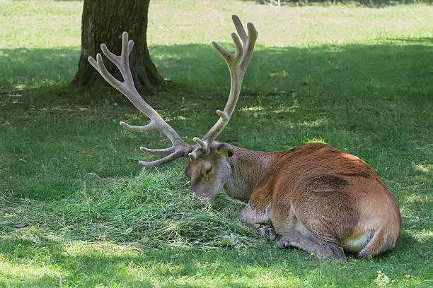 Lying grazing mature stag with huge antlers crown on head