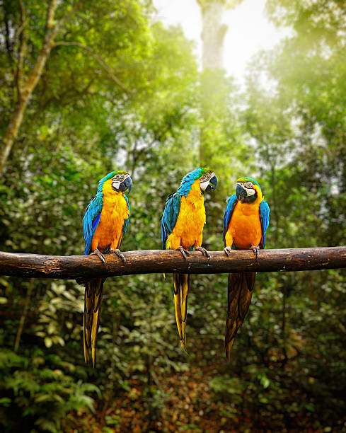 istock Blue-and-Yellow Macaw Ara ararauna in forest 516111817