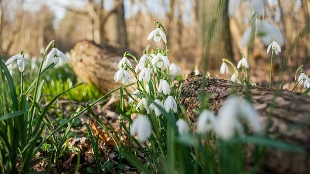 istock Bunch of Snowflake or Snowdrop flower in bloom. 516112050