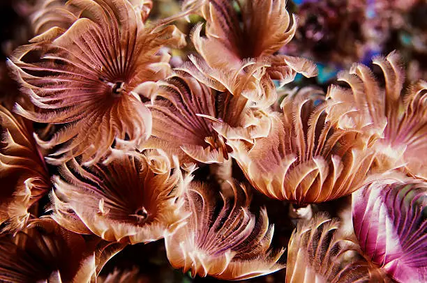 A close-up from a colony of social feather-duster worms