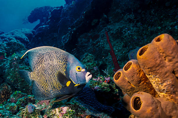 pesce angelo, barriera corallina - beauty in nature coral angelfish fish foto e immagini stock