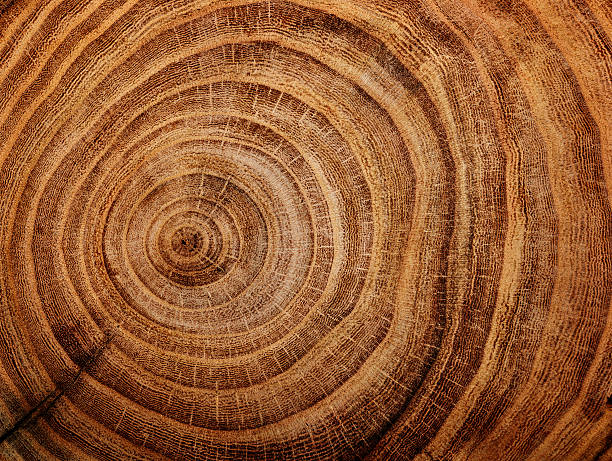 wood background stump of oak tree felled - section of the trunk with annual rings fallen tree photos stock pictures, royalty-free photos & images