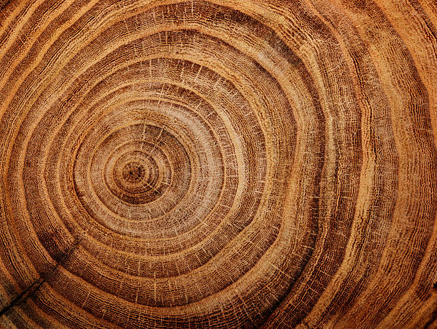 wood background stump of oak tree felled - section of the trunk with annual rings wood log close up stock pictures, royalty-free photos & images