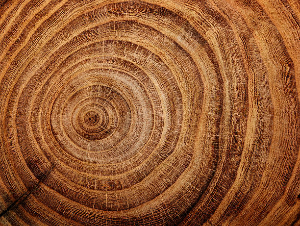 wood background stump of oak tree felled - section of the trunk with annual rings bark stock pictures, royalty-free photos & images