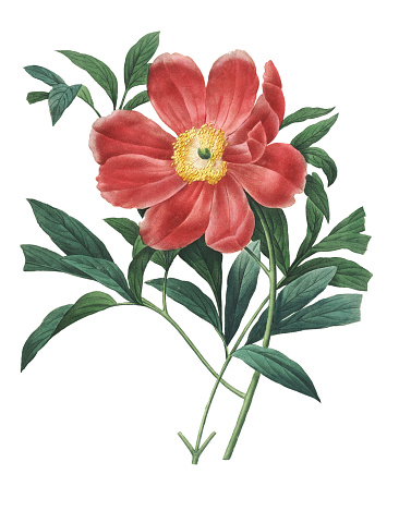 High resolution illustration of a Paeonia officinalis, also known as European peony or common peony, isolated on white background. Engraving by Pierre-Joseph Redoute. Published in Choix Des Plus Belles Fleurs, Paris (1827).