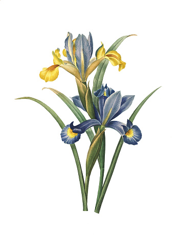 High resolution illustration of a spanish iris, isolated on white background. Engraving by Pierre-Joseph Redoute. Published in Choix Des Plus Belles Fleurs, Paris (1827).