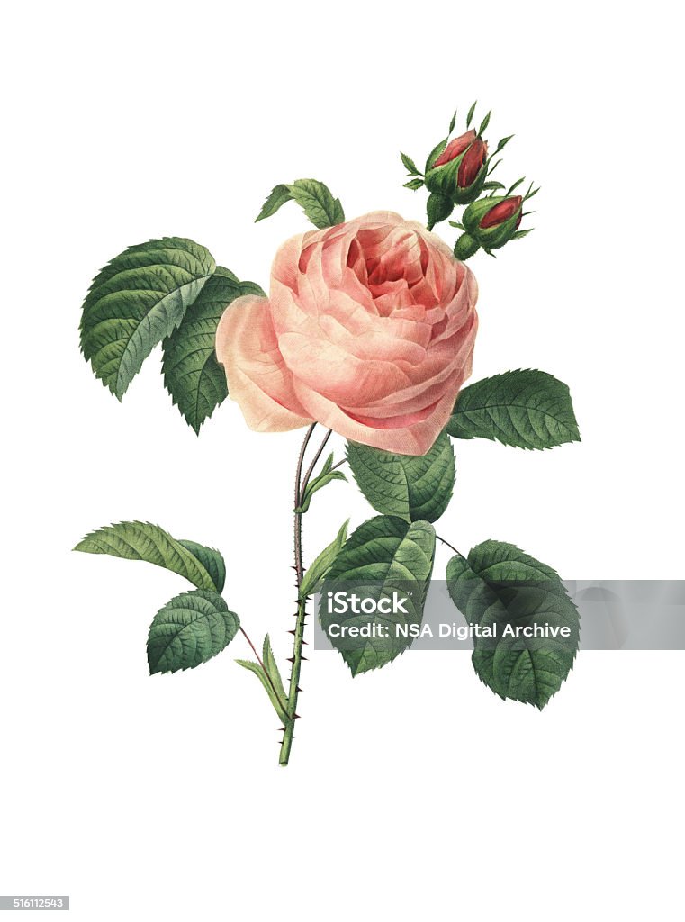 Rosa centifolia/Redoute flor ilustrações - Ilustração de Rosa - Flor royalty-free