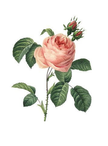 High resolution illustration of a rosa centifolia or hundred leaved rose, isolated on white background. Engraving by Pierre-Joseph Redoute. Published in Choix Des Plus Belles Fleurs, Paris (1827).