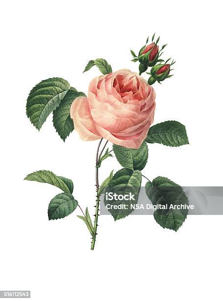 Rosa Centifolia Redoubt Flower Illustrations Stock Illustration - Download Image Now - Rose - Flower, Flower, Engraved Image