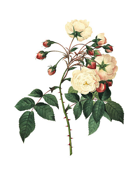 Rose Adelaide d'Orleans | Redoute Flower Illustrations High resolution illustration of a rose Adelaide d'Orleans, isolated on white background. Engraving by Pierre-Joseph Redoute. Published in Choix Des Plus Belles Fleurs, Paris (1827). bush isolated white background plant stock illustrations