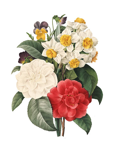 Bouquet of camellias daffodils and viollets | Redoute Flower Ill High resolution illustration of a bouquet of camellias daffodils and viollets, isolated on white background. Engraving by Pierre-Joseph Redoute. Published in Choix Des Plus Belles Fleurs, Paris (1827). camellia stock illustrations