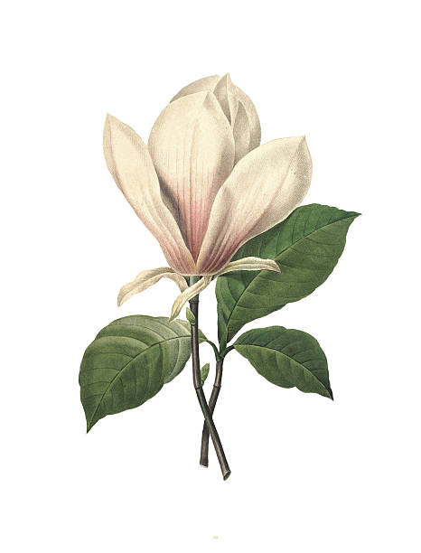 illustrazioni stock, clip art, cartoni animati e icone di tendenza di cinese redoute fiore di magnolia/illustrazioni - botanical illustration