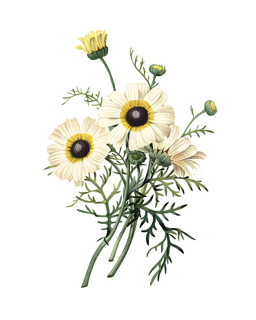 High resolution illustration of a chrysanthemum carinatum, isolated on white background. Engraving by Pierre-Joseph Redoute. Published in Choix Des Plus Belles Fleurs, Paris (1827).