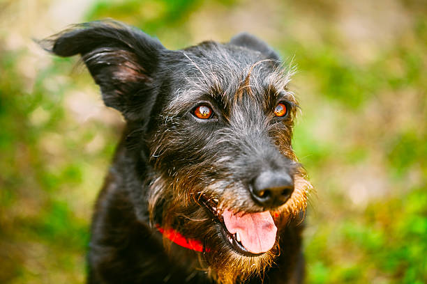 istock Black Dog On Green Grass Background 516113469