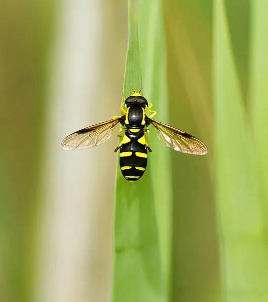 Hoverfly perched on a blade of grass.