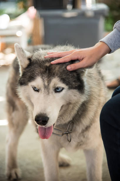 istock Close up of siberian husky 516114222