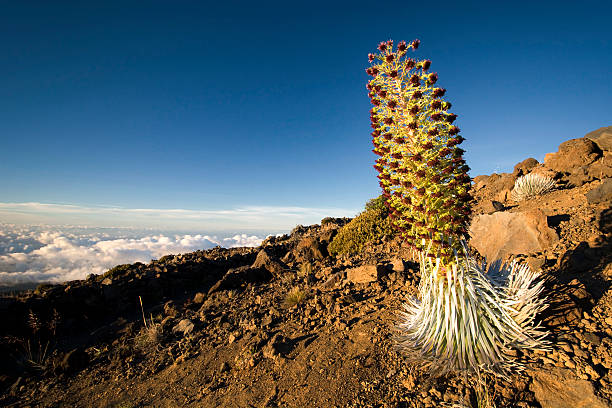 silversword planta en flor, parque nacional haleakala, maui, hawai - haleakala silversword fotografías e imágenes de stock