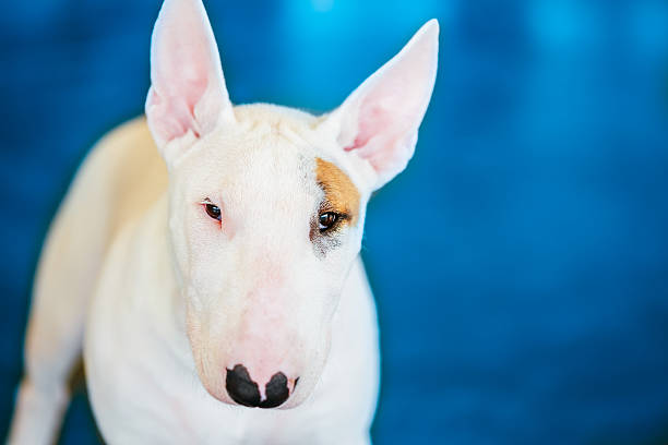 istock Close Up Pet White Bullterrier Dog 516114581