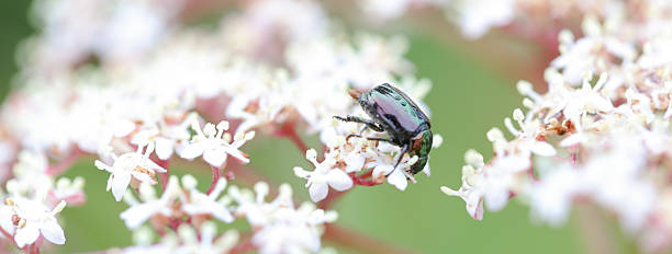 colorado beetle - chrysomelid стоковые фото и изображения