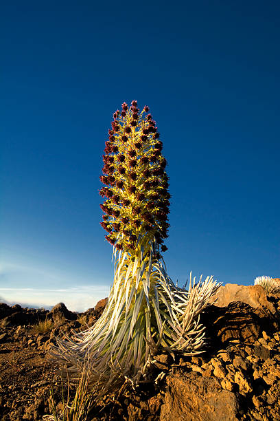 silversword pflanze in blüte, der haleakala national park, maui, hawaii - haleakala national park maui nature volcano stock-fotos und bilder