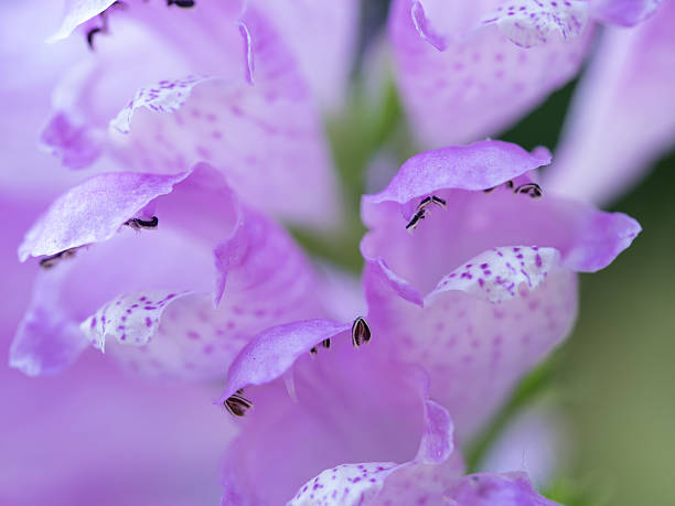 Beautiful light purple obedient plant stock photo