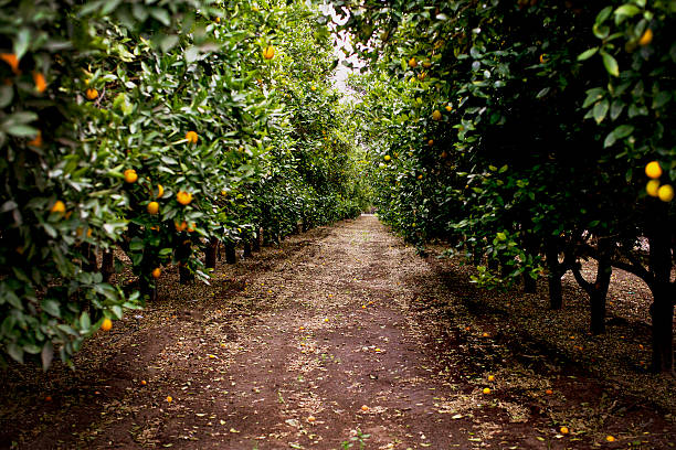 Orange Orchard Orange Orchard Path valencia orange stock pictures, royalty-free photos & images