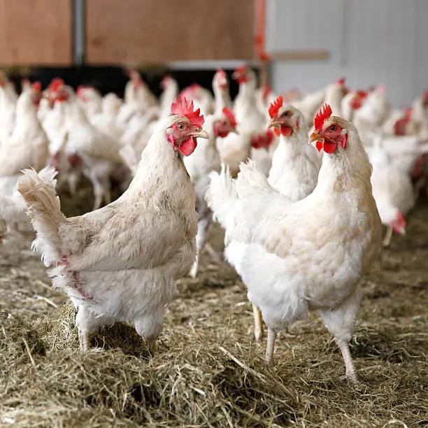 Photo of chickens walking around in barn