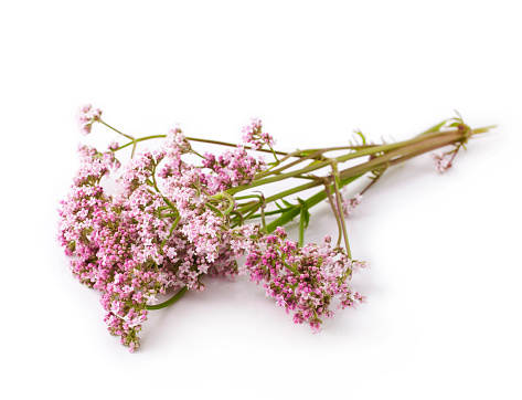 Valerian herb flower sprigs on a white background