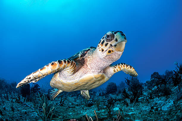 Sea turtle Close up shot of sea turtle swimming in the sea. sea turtle underwater stock pictures, royalty-free photos & images