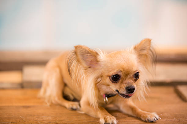istock Bashful Chihuahua.  Cute little dog with head down. 516116807