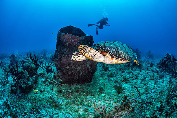 Chasing the turtle Sea turtle swimming in the sea and scuba diver in the background. puerto aventuras stock pictures, royalty-free photos & images