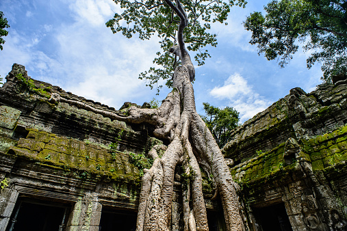 Ta Prohm Temple With Tree Growing Out of It, Siem Riep province, Cambodia in September 2014