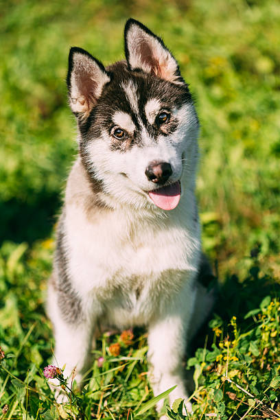 istock Young Happy Husky Puppy Eskimo Dog 516116959