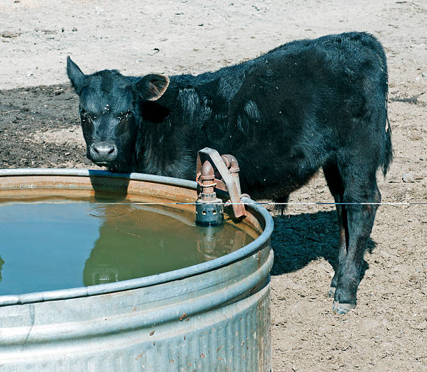 istock Calf at water trough covered with flies 516117439