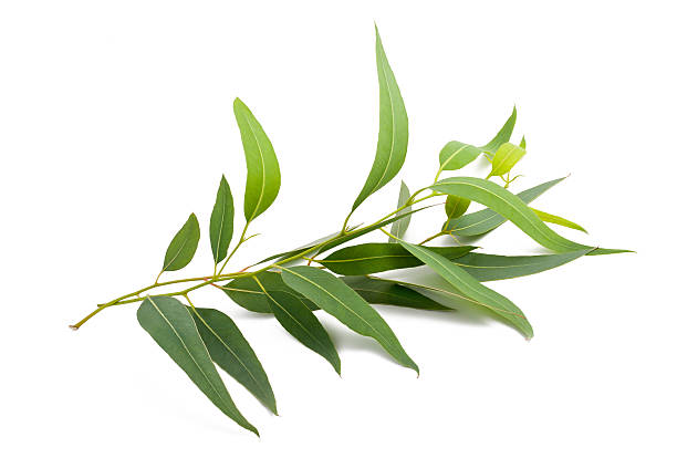 eucalipto ramo - eucalyptus tree plants isolated objects nature imagens e fotografias de stock