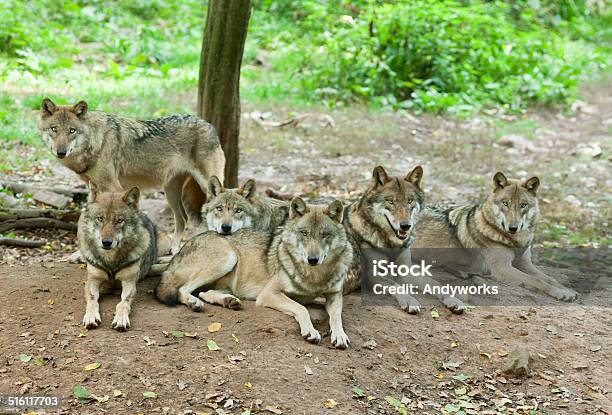 Starren Wolfpack Stockfoto und mehr Bilder von Wolf - Wolf, Eurasischer Wolf, Herde