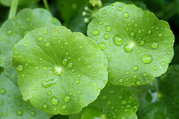 istock Beautiful green leaf with drops of water 516118131