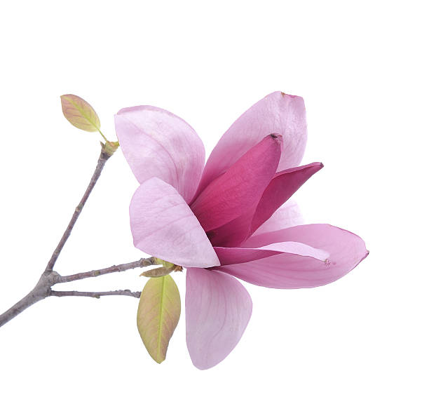 istock Hong Kong Orchid 516118149