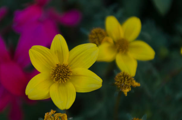 istock Bidens, yellow flower 516118197