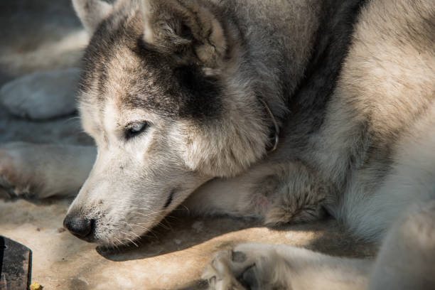 istock Close up of siberian husky 516131702