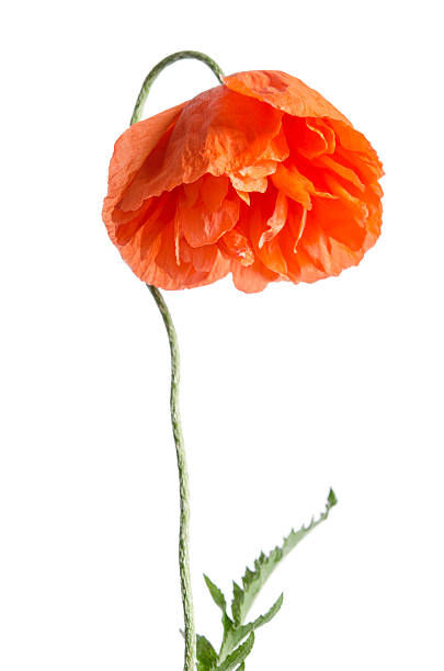 istock red poppy isolated on white 516131816