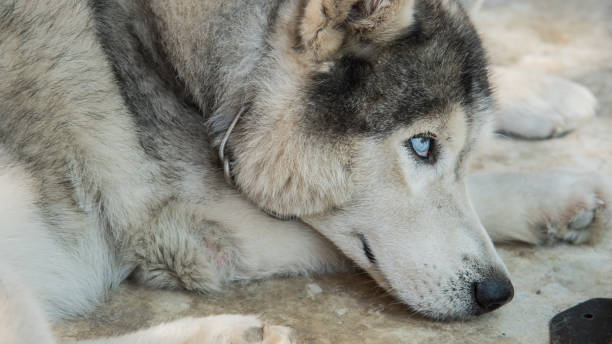 istock Close up of siberian husky 516131908