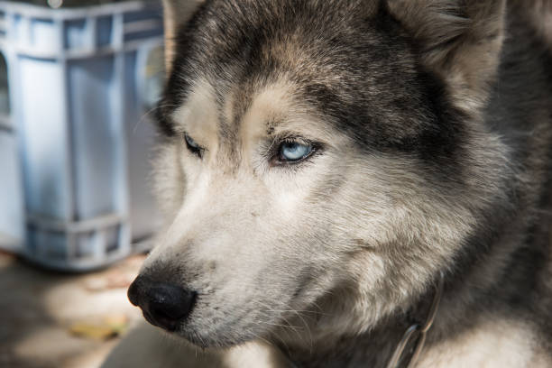 istock Close up of siberian husky 516132212