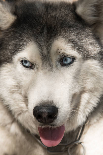istock Close up of siberian husky 516132654
