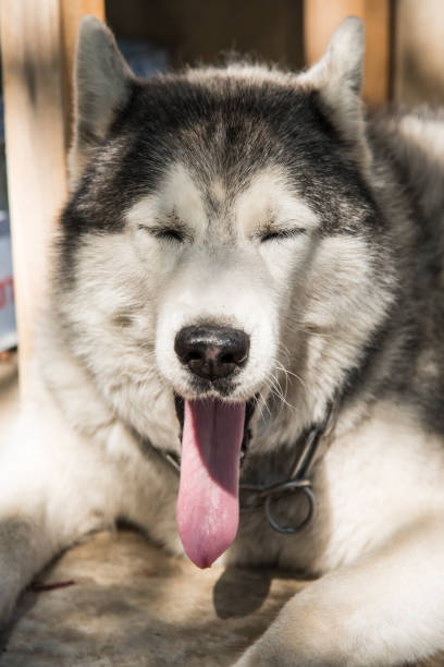 istock Close up of siberian husky 516132774