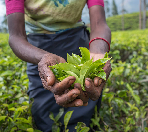 istock Tea pickers in Nuwara Eliya, Sri Lanka 516133184