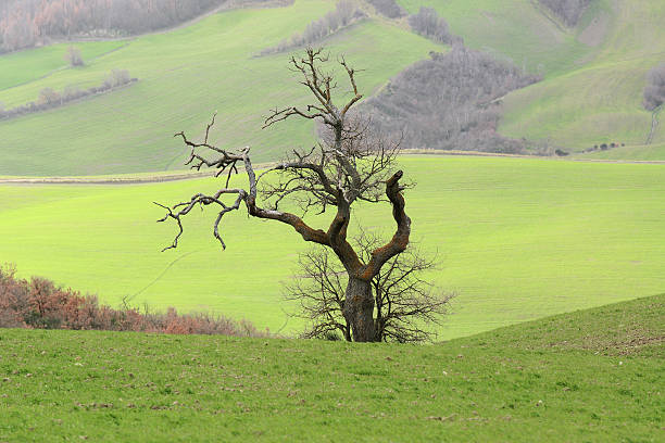 istock Beautiful Tuscany landscape 516133230