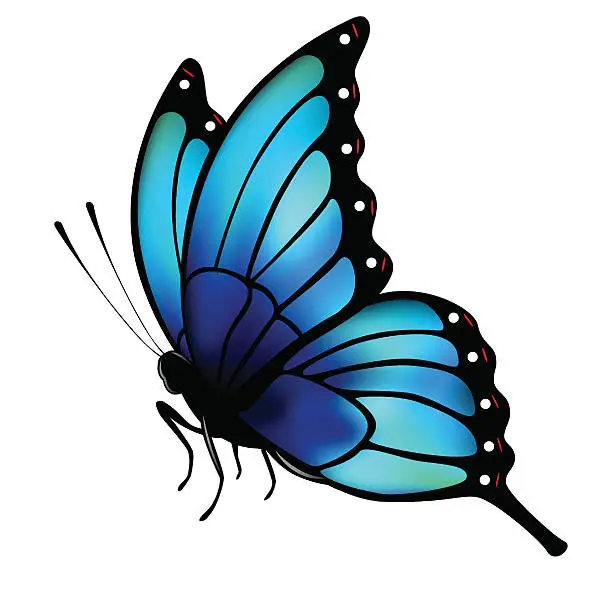 Vector illustration of Butterfly with big blue wings on white background.
