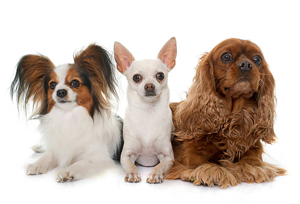 istock group of dogs 516135120
