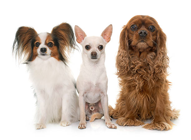 istock group of dogs 516135262